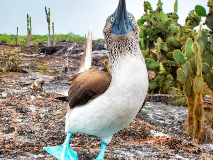 A blue-footed booby with white and brown feathers and blue feet walks toward the camera with its beak in the air
