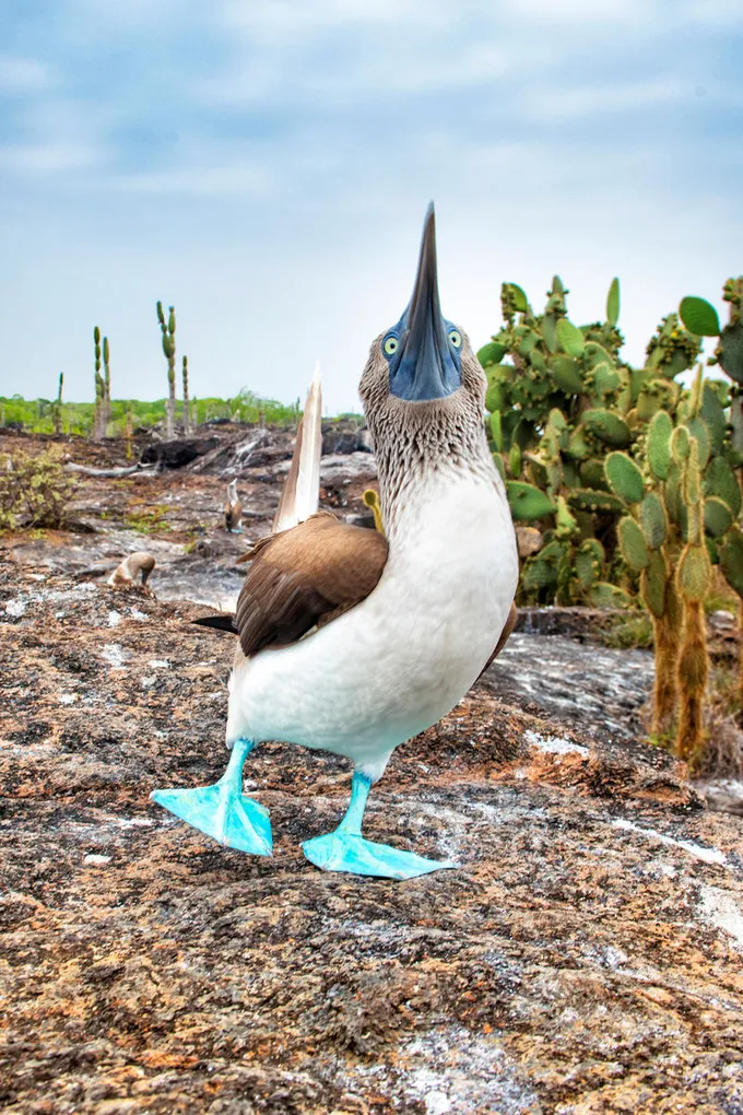 A blue-footed booby with white and brown feathers and blue feet walks toward the camera with its beak in the air