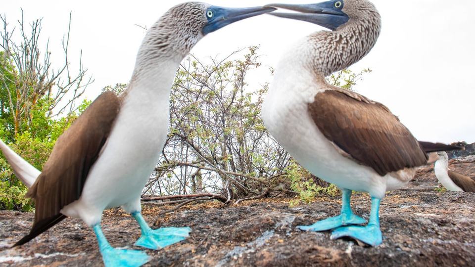 A pair of blue footed boobiesstand beak to beak on Isabela Island in the Galapagos