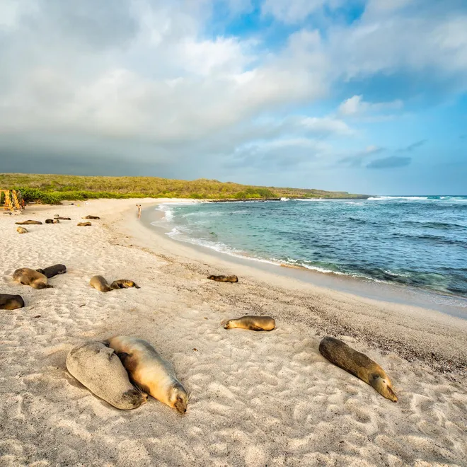 sea lion galapagos Antonio Busiello WW289225