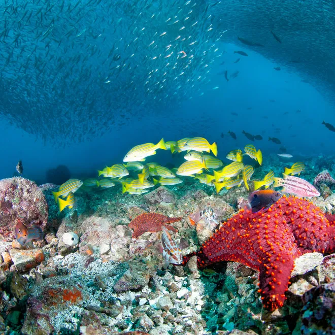 Colorful creatures under the sea