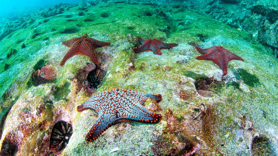 Several sea stars are scattered across the ocean floor off the coast of Santa Cruz Island in the Galapagos Islands