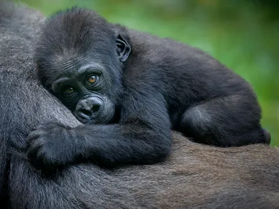 Baby western lowland gorilla resting on its mother's belly