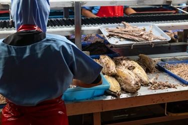 Employees working at NIRSA tuna company tuna processing facility, Posorja, Ecuador