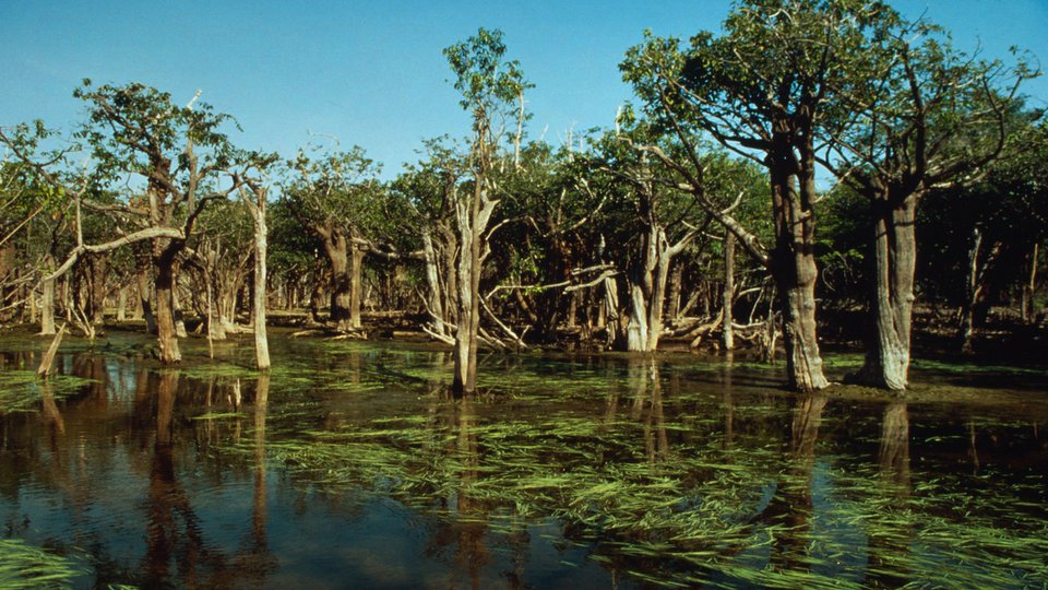 A forest floods with dark water against a blue sky in Tapajos, Brazil