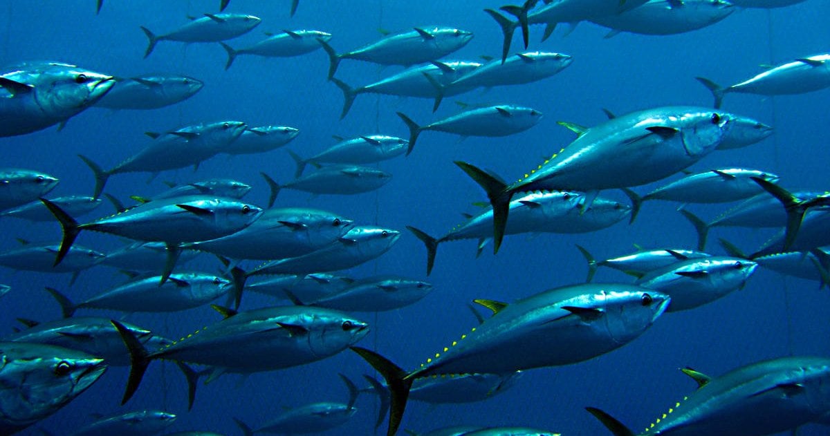 Tuna | World Wildlife Fund