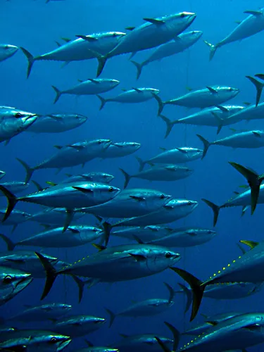 A school of giant tuna swim through blue water