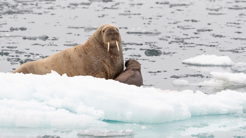 Two walruses sit on an iceberg in the ocean