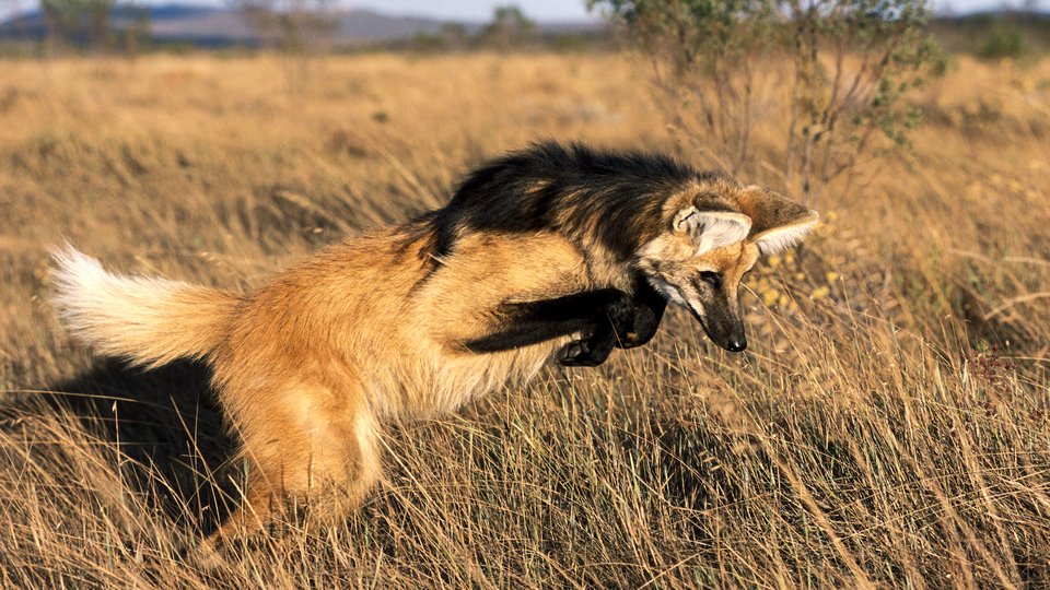 A maned wolf in a grassy field is midair in a pounce