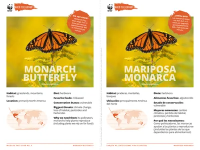 Monarch Butterfly Species Card ELL