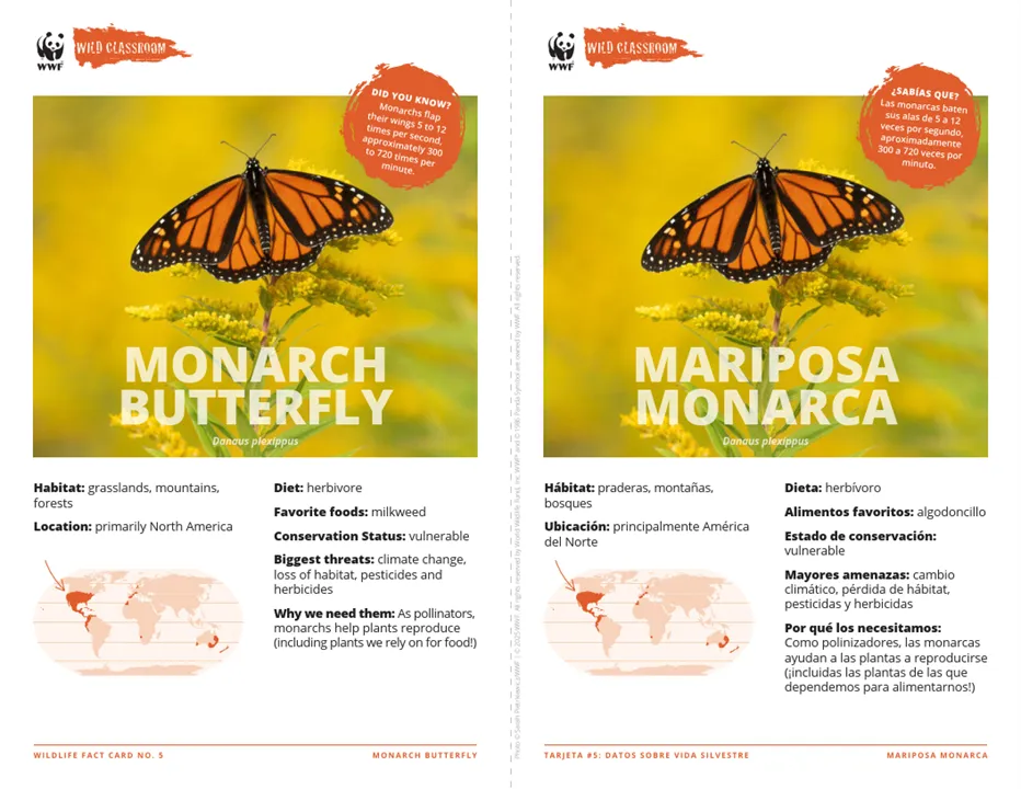 Monarch Butterfly Species Card ELL