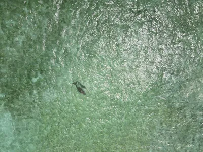 An aerial view of a dugong swimming with her calf in a bay in Indonesia
