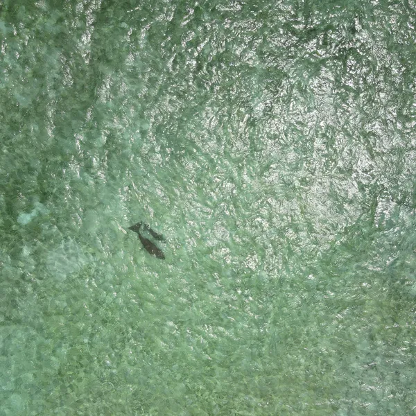 An aerial view of a dugong swimming with her calf in a bay in Indonesia