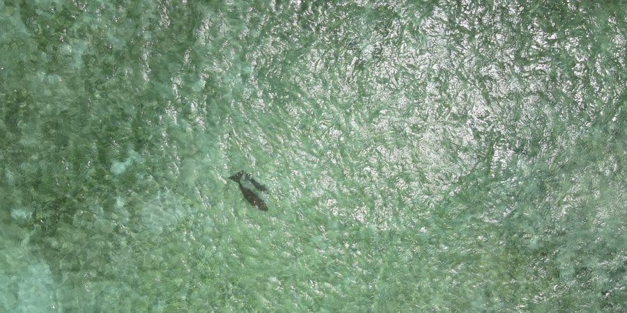 An aerial view of a dugong swimming with her calf in a bay in Indonesia