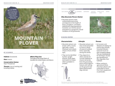 Mountain Plover Species Card