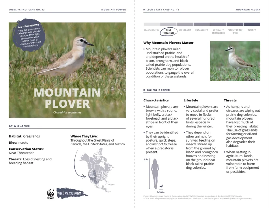 Mountain Plover Species Card