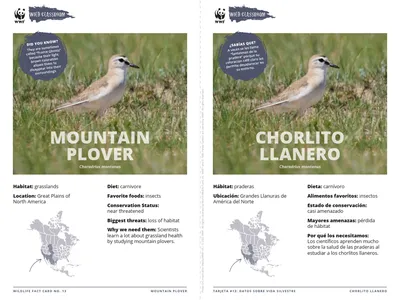 Mountain Plover Species Card ELL