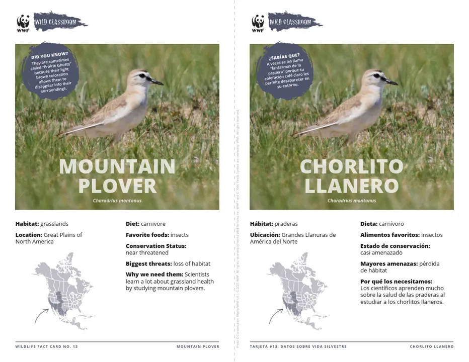 Mountain Plover Species Card ELL