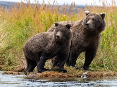 Two brown bears look upstream with tall grass behind them.