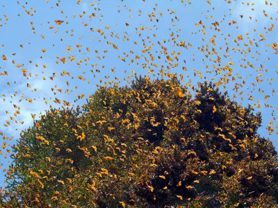Thousands of monarch butterflies flying with a clear blue sky in the backdrop