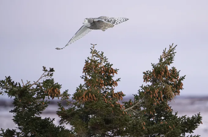 A white owl soars above some trees