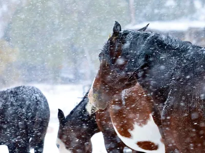 Horses in winter weather