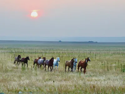 Galloping horses on the plain at sunset