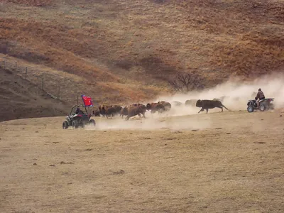 Herding buffalo on ATVs