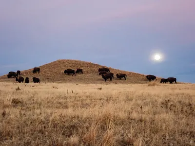 Buffalo grazing on a hill