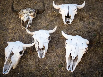 Buffalo skulls