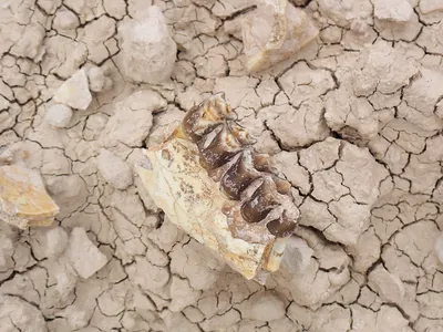 Jaw bone on dry cracked earth