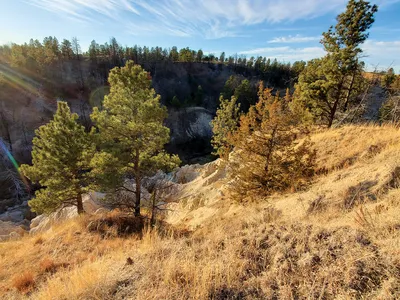 Trees and hills landscape