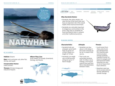 Narwhal Species Card