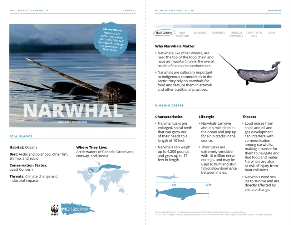 Narwhal Species Card