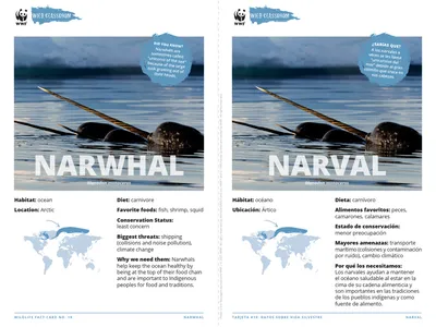Narwhal Species Card ELL