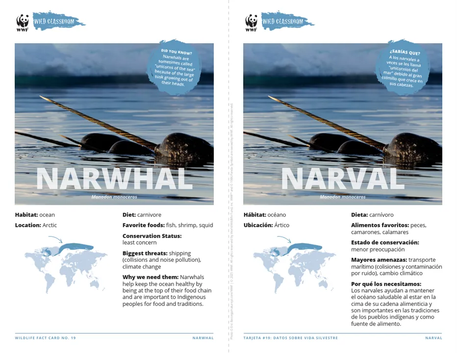 Narwhal Species Card ELL