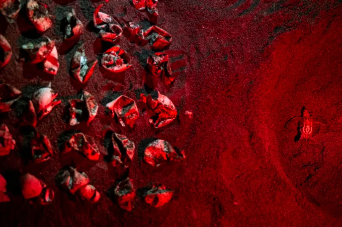 A red-tinted photo showing turtle eggs and hatchlings