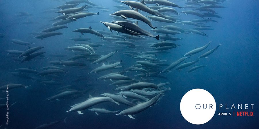 A pod of dolphins swimming together