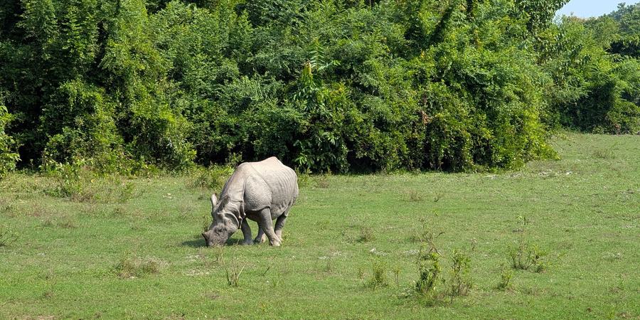 A greater one-horned rhino grazes in a green field in Nepal with a forest in the background