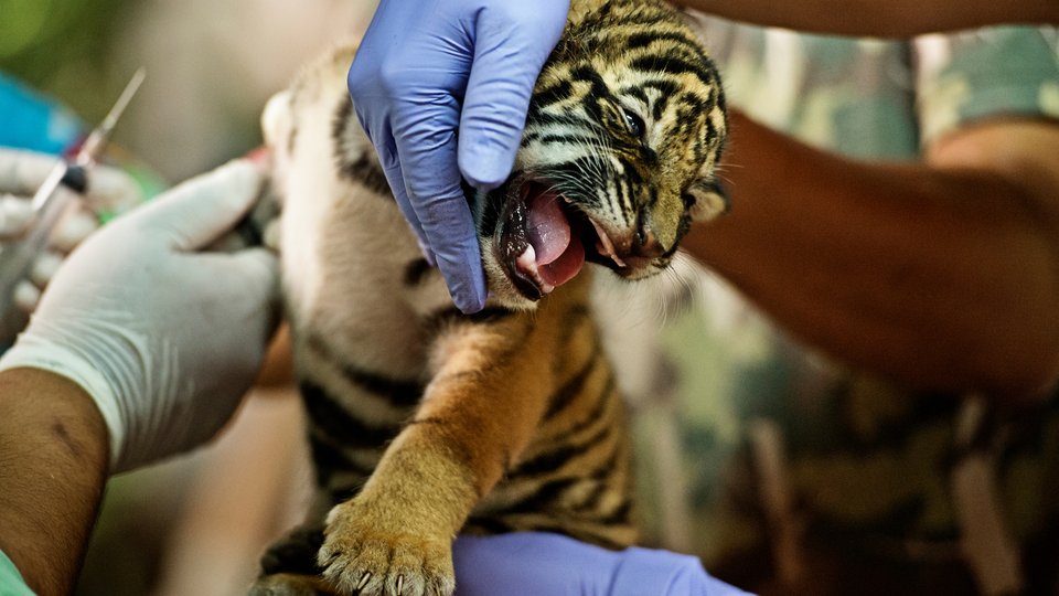 Doctors drawing blood from an angry tiger cub