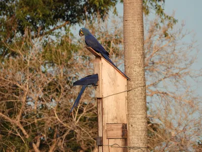 Two macaws investigate a nestbox in a tree