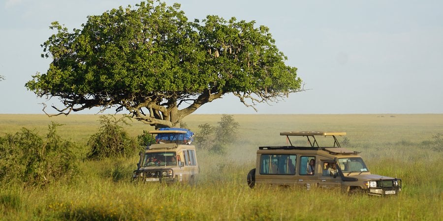 Safari jeeps in grasslands beneath tree