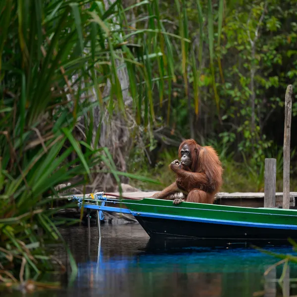 An orangutan eating something, calmly sitting in the prow of a blue and green canoe