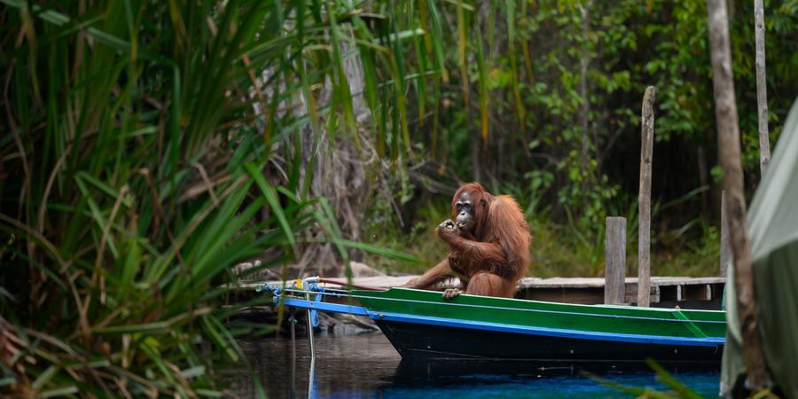 An orangutan eating something, calmly sitting in the prow of a blue and green canoe