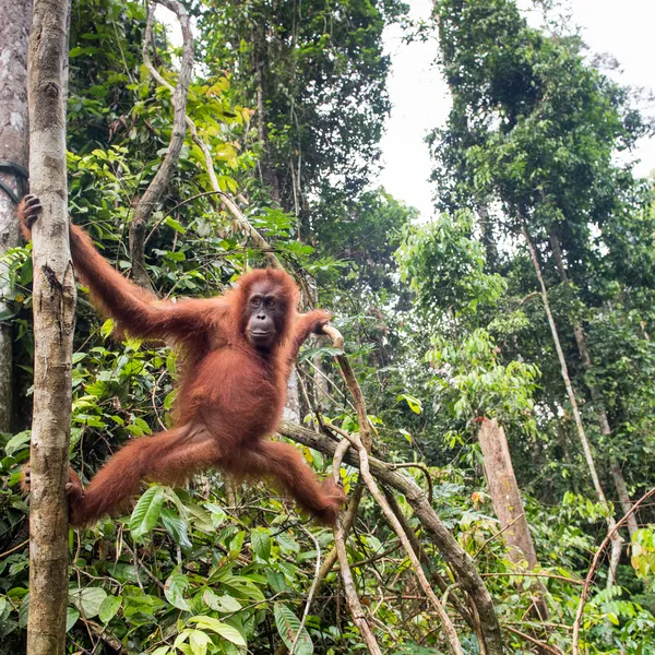 Orangutan hanging in tree