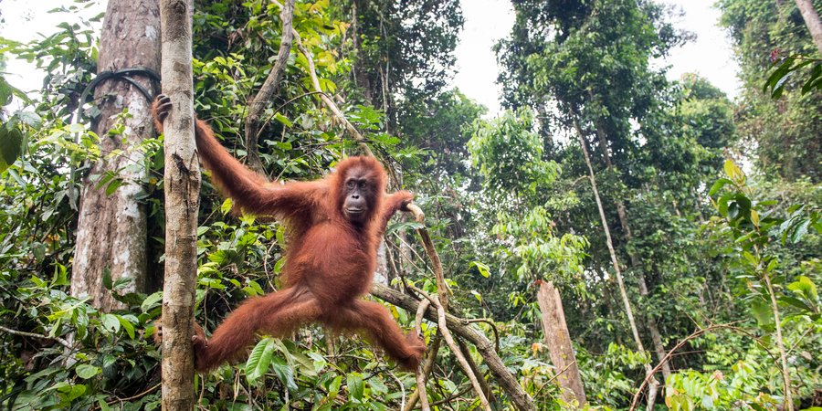 Orangutan hanging in tree