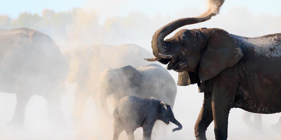 An elephant lifts its trunk as it stands with its herd inside Etosha National Park, Namibia