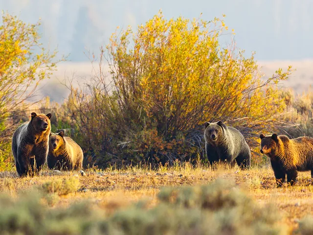 Brown bears walking along grassy field in Wyoming