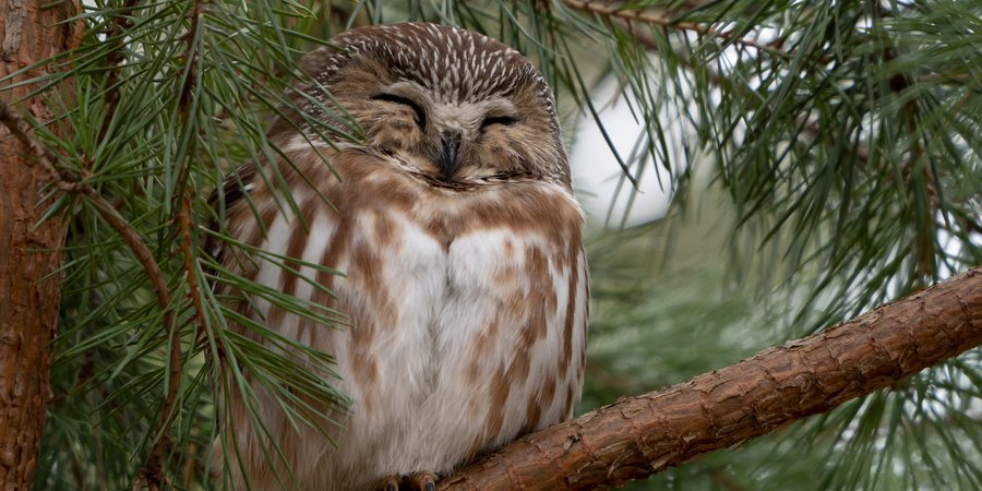 A small owl rests in a tree with eyes closed