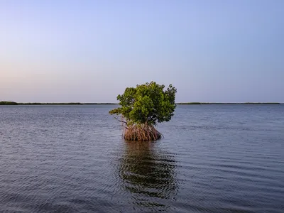 A lone mangrove stands in the waters of San Felipe in the Mexican Yucatan